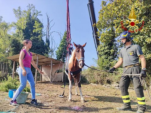 La cavalla Cheyenne di nuovo in piedi