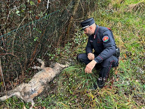 La carcassa del lupo ucciso