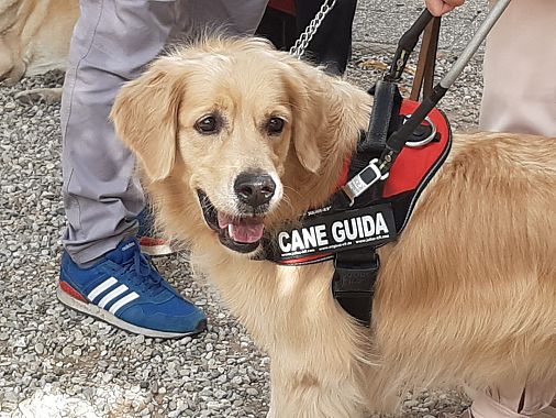 Uno dei cani guida presenti all'open day