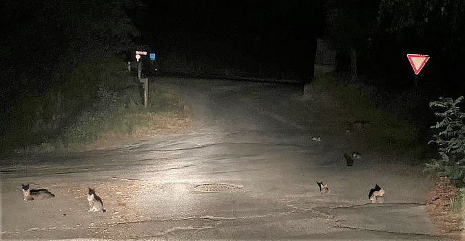 La colonia felina incontrata a Peccioli, in fondo a via di Greta