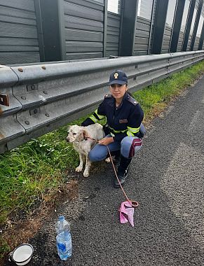 Il cane appena recuperato è stato dissetato e tranquillizzato